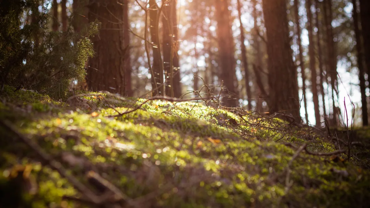 Sunlight streaming through a serene forest creates a tranquil and lush atmosphere.