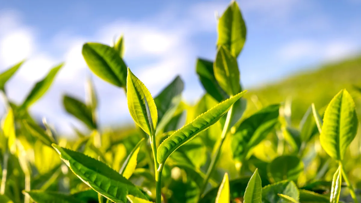 Close-up of fresh green tea leaves basking in bright sunlight.
