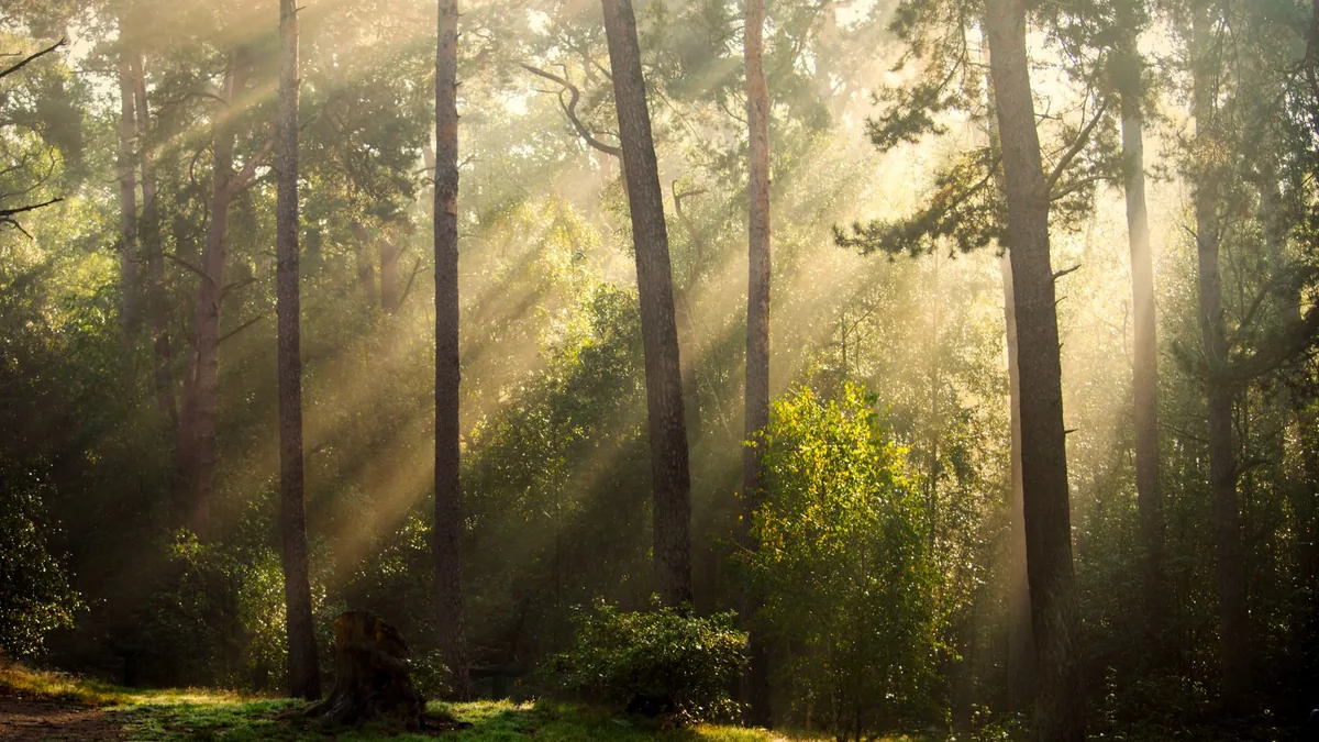 A serene forest in Almelo, Netherlands, with sun rays filtering through the trees, creating a mystical atmosph