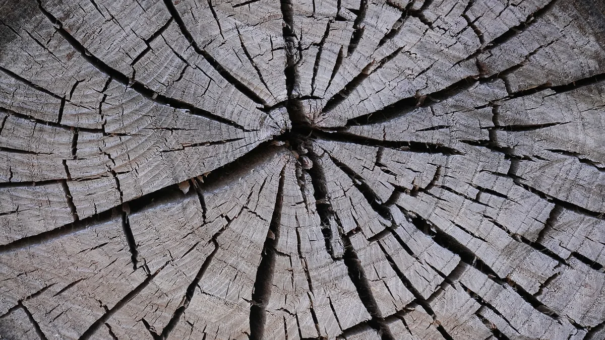 Detailed close-up of a tree log showcasing distinctive cracked wood patterns and textures.